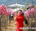 千亩红梅绽放于秦岭山下 周至开启乡村旅游赏花季