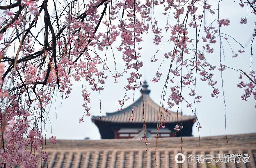 【秦岭图片】【秦岭印象】 每年春天和你一起漫步在樱花雨中，浪漫得让人假装在日本   