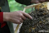 秦岭山留守老人的甜蜜事业 养一箱土蜂顶种2亩地